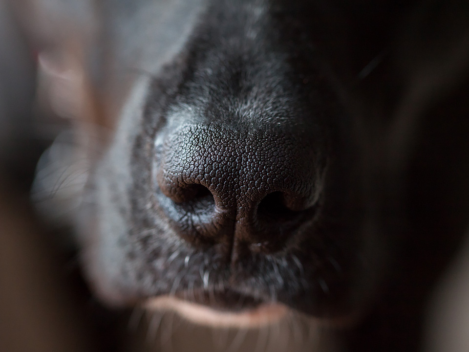 Dogs are up 10,000 times better at identifying smells than humans.