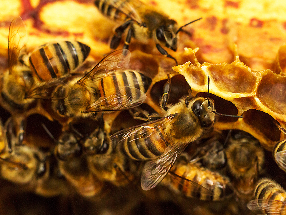 How do bees communicate? Through interpretive dance, of course! Image credit: Trypode via Flickr (https://www.flickr.com/photos/trypode/7561093332/)