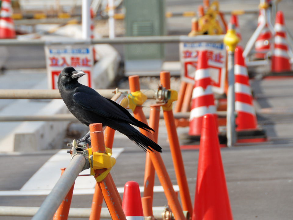 All sorts of animals use tools. In Japan, crows drop nuts