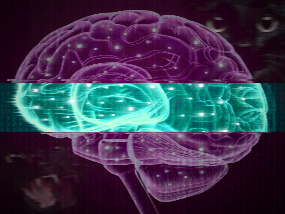 Do you feel like we've been here before? Deja vu still has scientists baffled. 