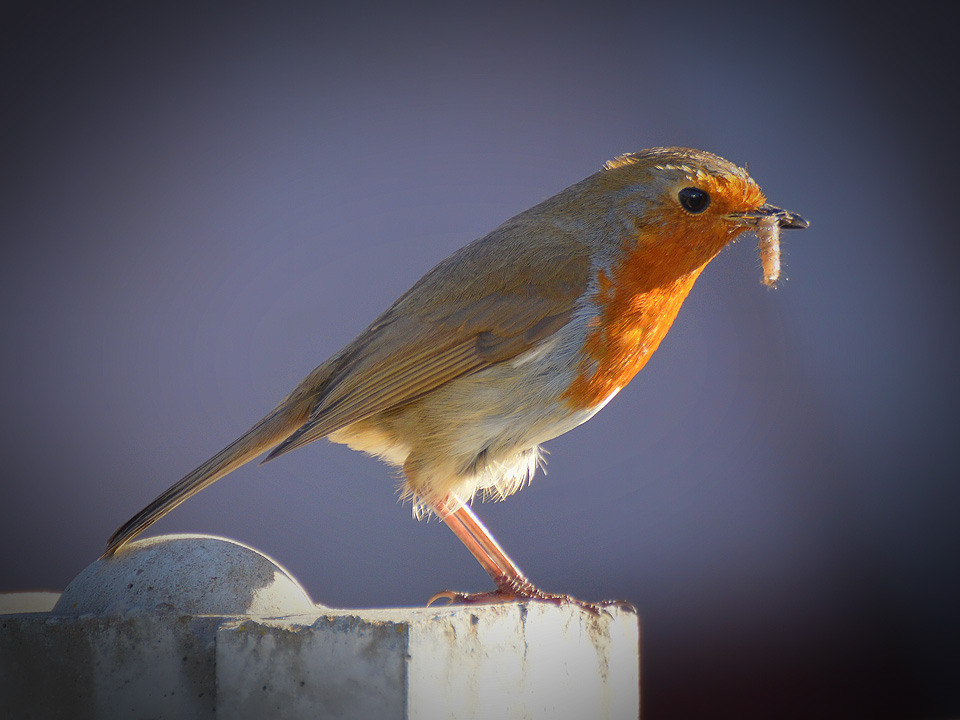 Does the early bird always get the worm? Image credit Jack Langton via Flickr https://flic.kr/p/GzFj6L